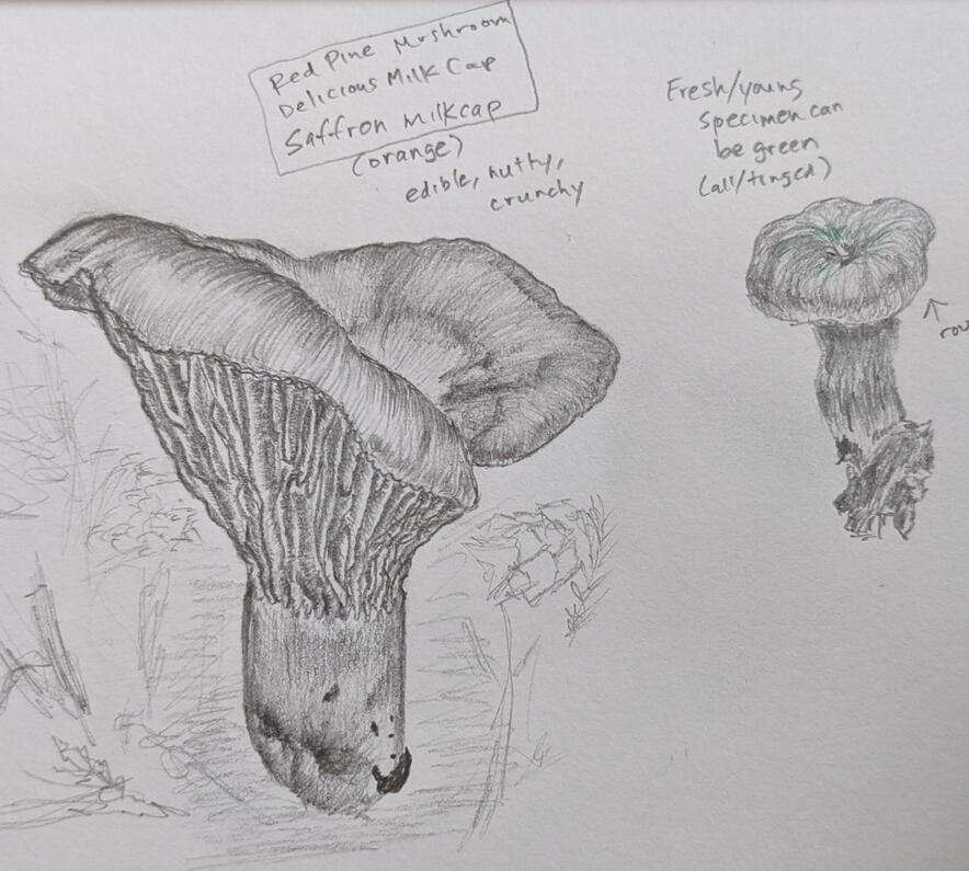 Mushroom studies (pencil) inside sketchbook. names: red pine mushroom, delicious milk cap, saffron milkcap. traits: edible, orange, nutty, crunchy. other info: fresh/young specimen can be green (all/tinged).