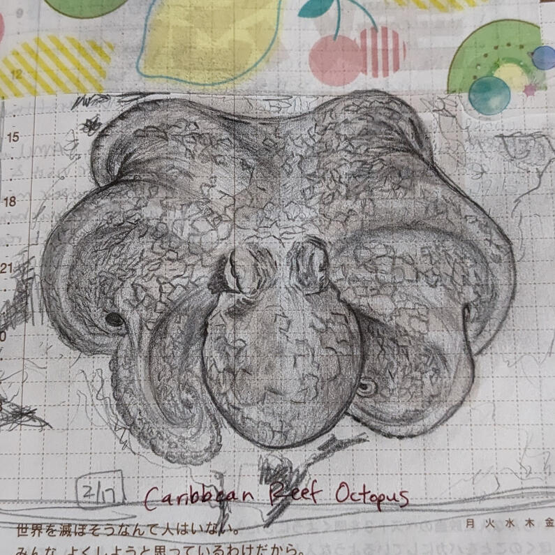Caribbean reef octopus pencil drawing (inside daily journal), dated 2/17
